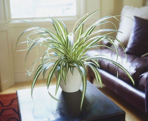 بهترین گیاهان تصفیه کننده ی هوا برای خانه عنکبوتی